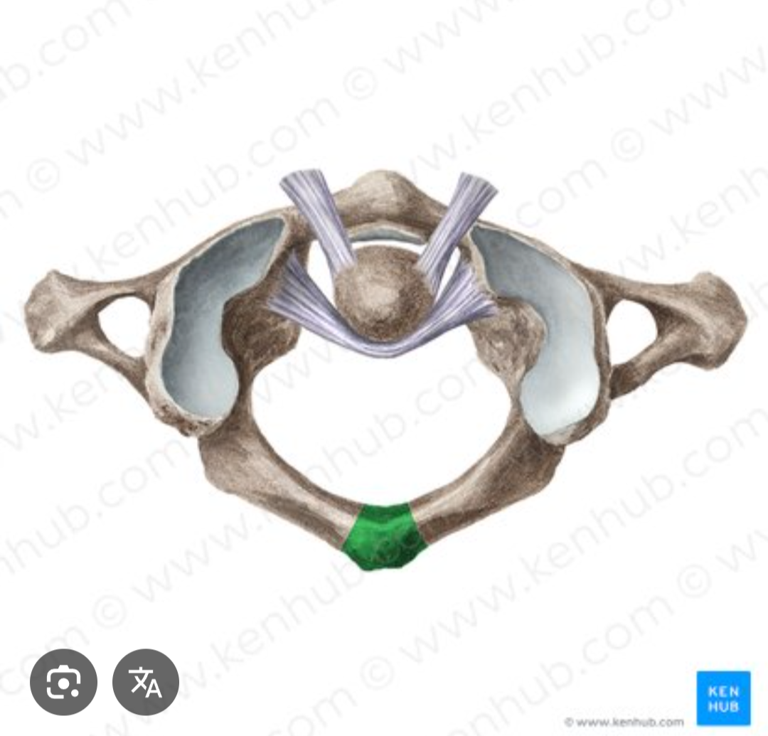 <p>What is the first cervical vertebra called?</p>