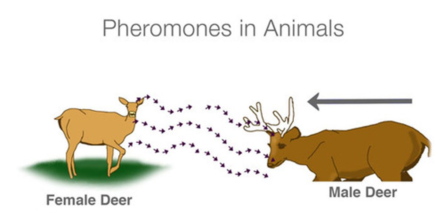 <p>(D) Pheromones</p><p>Pheromones are known to act on specialized olfactory cells, and are chemical signals released by a member of a species and sensed by another member of the same species</p>