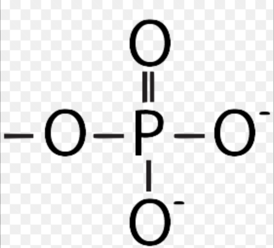 <p>Polar; contributes negative charge; ATP</p>