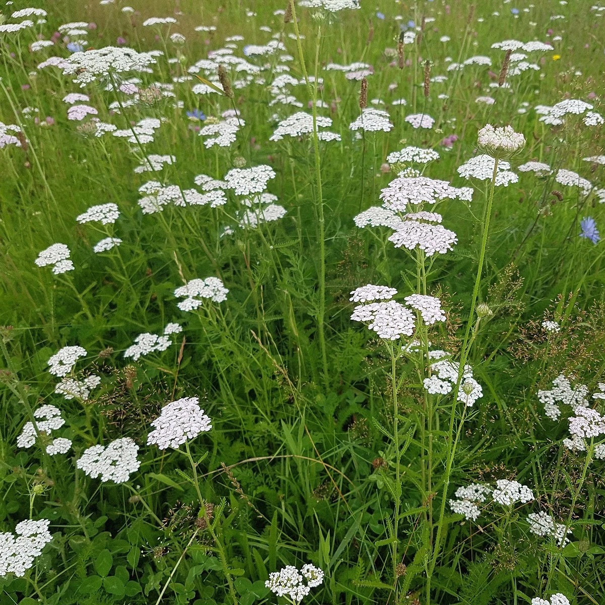 <p>Achillea millefolium - Asteraceae</p>