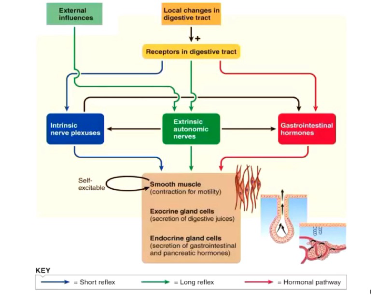 <ol><li><p>Autonomous smooth muscle function </p></li><li><p>Intrinsic nerve plexuses </p></li><li><p>Extrinsic nerves </p></li><li><p>GI hormone </p></li></ol><p></p>