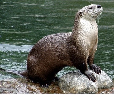 <p>Genus,species,habitat?</p>