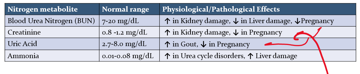 <p>During pregnancy, the glomerular filtration rate increases</p>