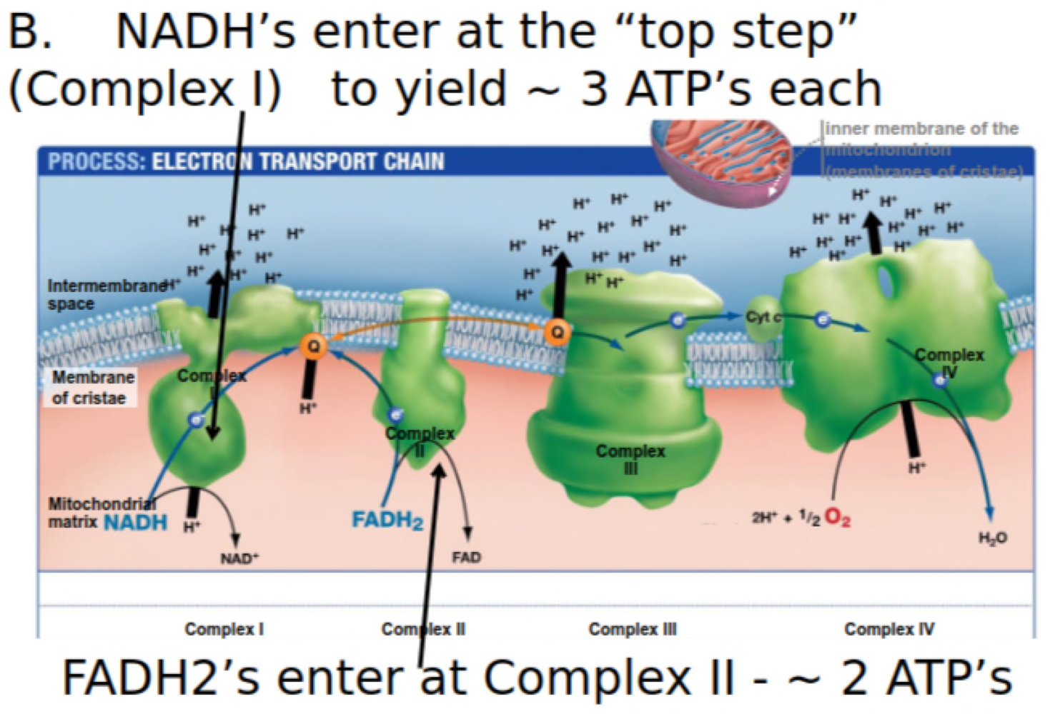 FADH2’s enter at complex II it’s electrons have missed the first complex/ transfer so less energy will result so it yields- \~ 2 ATP’s each