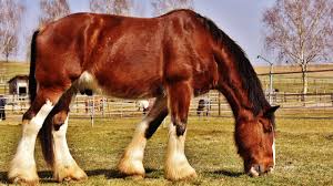 <p>draft breed, tallest</p>