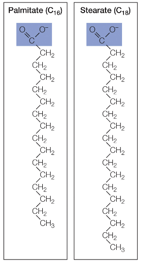Palmitate, Stearate