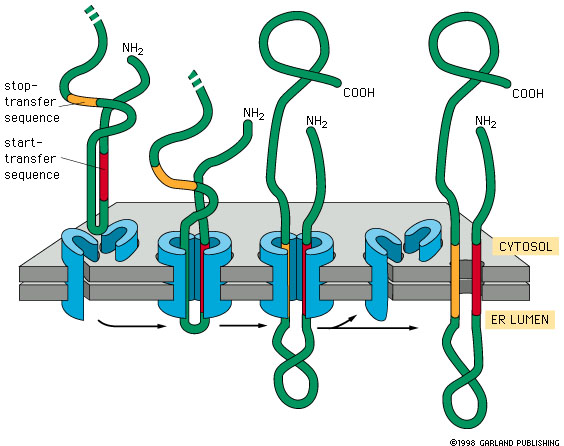 <p>-the <strong>hydrophobic segments</strong> of the protein that span across the ER membrane. They’re the parts that end up <strong>embedded in the lipid bilayer</strong>, anchoring the protein in place.</p><p>These sequences are <strong>hydrophobic stretches</strong> of amino acids that:</p><ul><li><p><strong>Start-transfer</strong>: initiates threading of the next portion of the protein into the ER lumen.</p></li><li><p><strong>Stop-transfer</strong>: halts translocation and causes that segment to be released sideways into the membrane.</p></li><li><p>Each <strong>start/stop pair</strong> results in one <strong>transmembrane domain</strong> — meaning a portion of the protein that spans the membrane once.</p></li></ul><p></p>