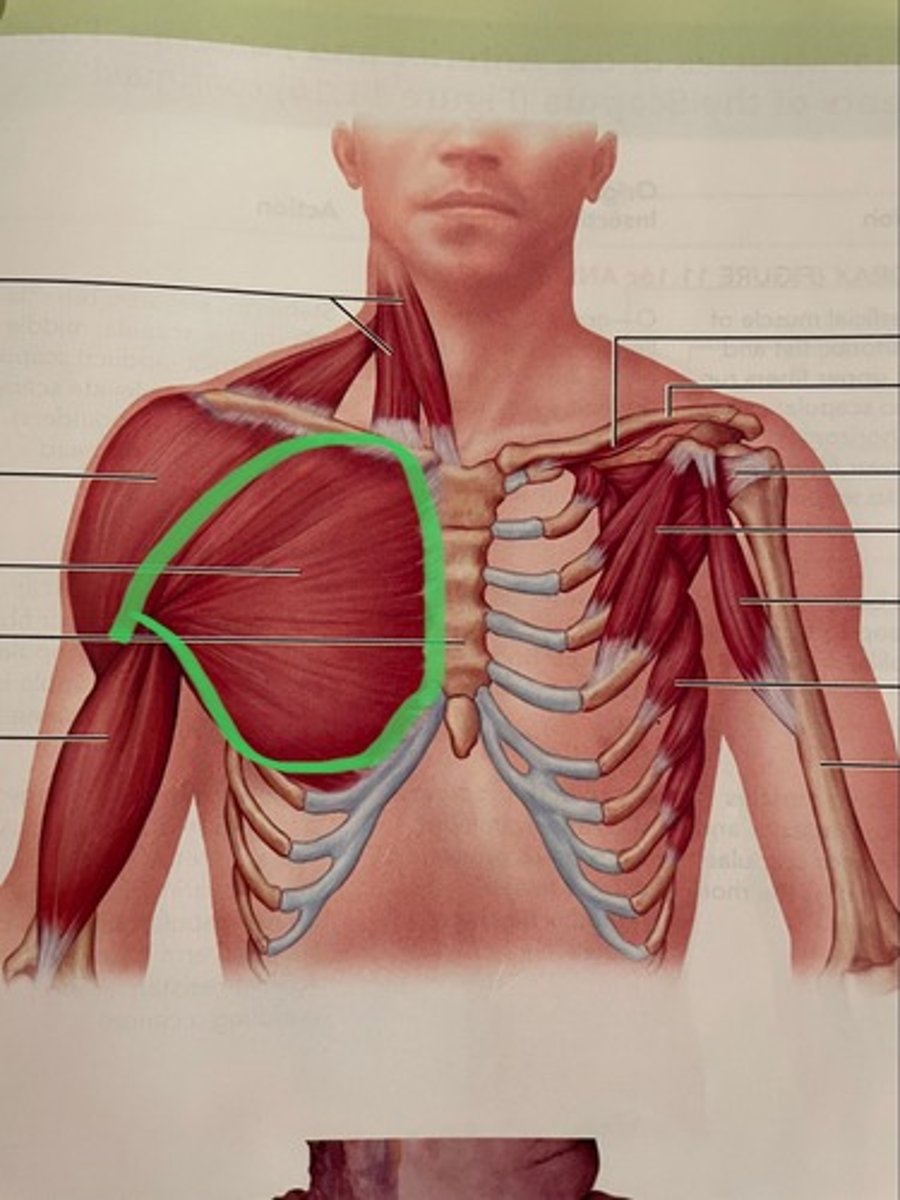 <p>O: sternum; upper costal cartilages</p><p>I: intertubercular groove of humerus</p><p>A: flex shoulder; adduct shoulder</p>