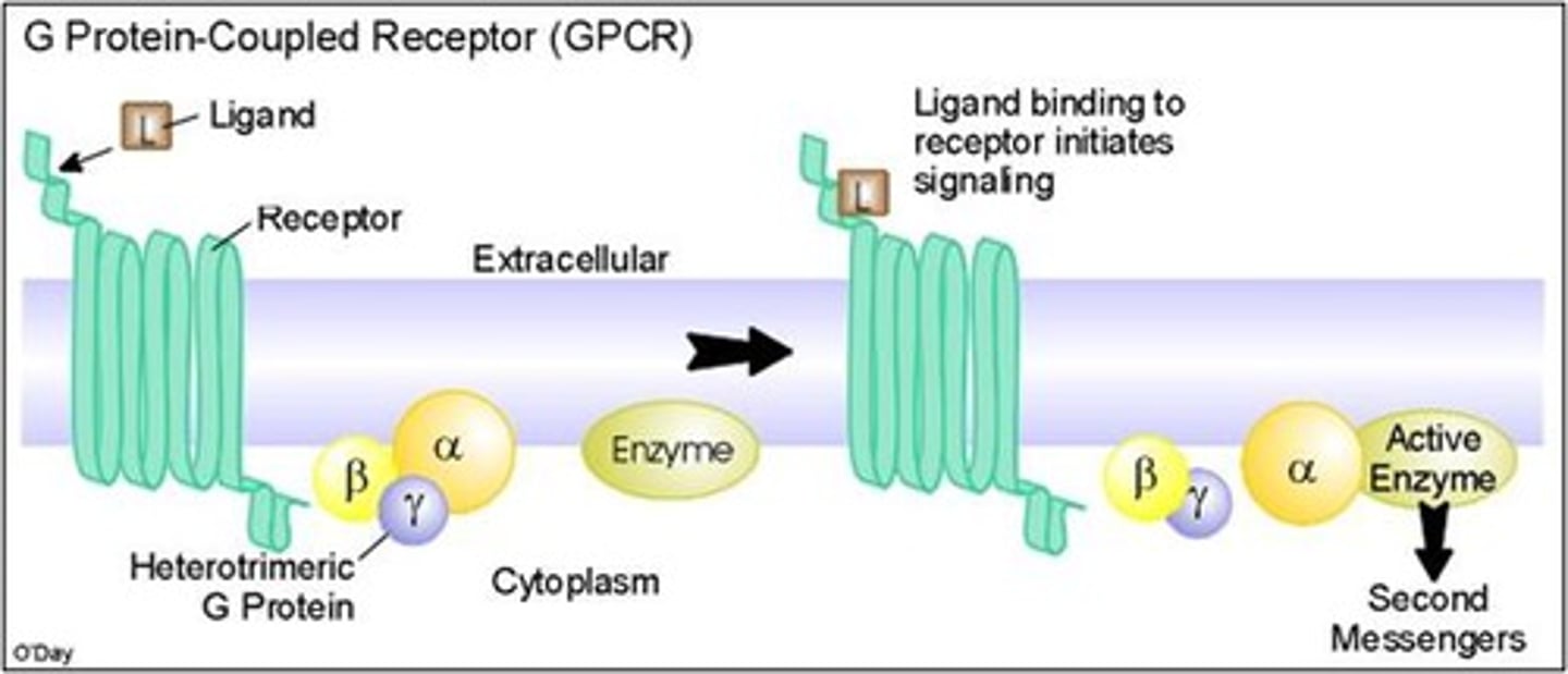 <p>a transmembrane protein that activates a G protein, which in turn activates another membrane protein, which triggers a cell response or activates a second messenger</p>