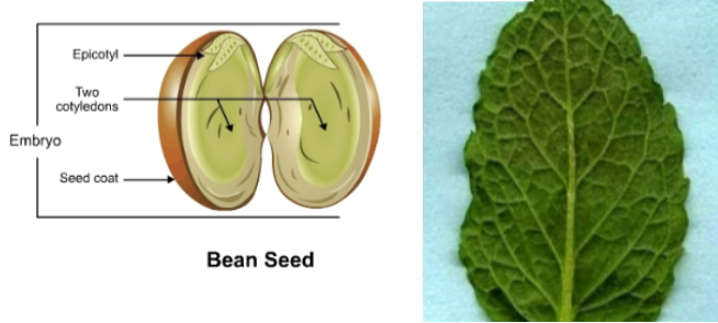 <p>Dicot</p>