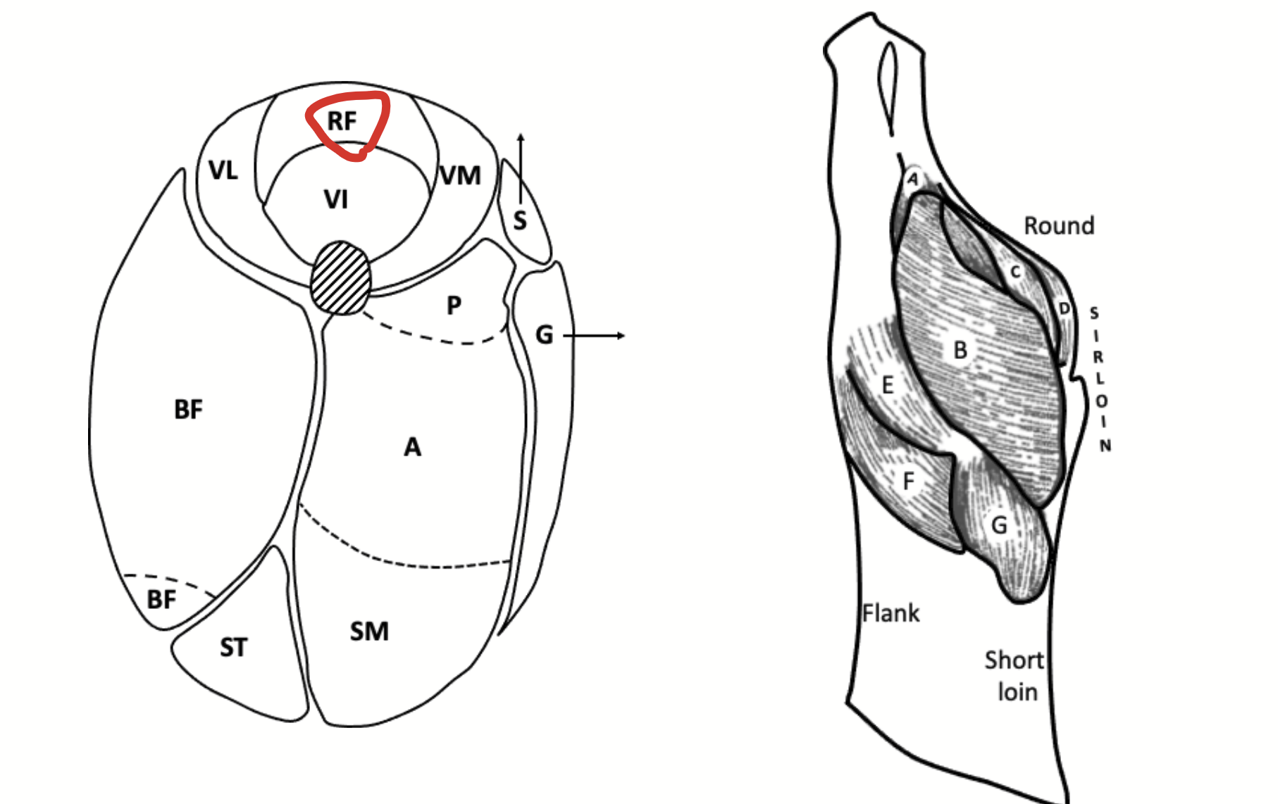 <p>A quadriceps femoris muscle. Covers the vastus intermedius.</p>