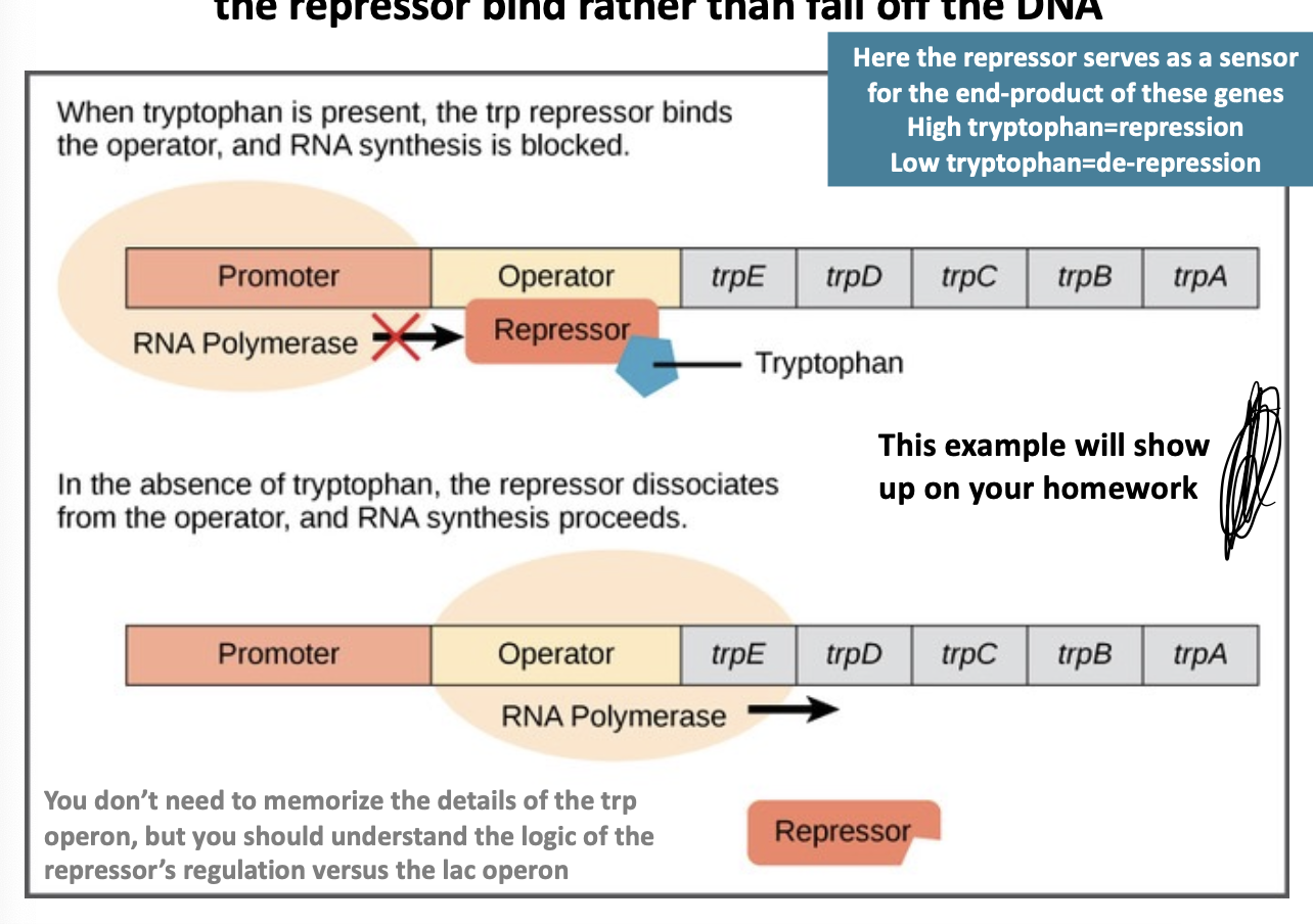 <p>encodes genes required for the synthesis of tryptophan, not its utilization; thus, tryptophan makes the repressor bind rather than fall off the DNA</p><ul><li><p>when tryptophan is present, the trp repressor binds the operator, and RNA synthesis is blocked.</p></li><li><p>when tryptophan is absent, the repressor dissociates from the operation and RNA synthesis proceeds</p></li></ul><p></p>