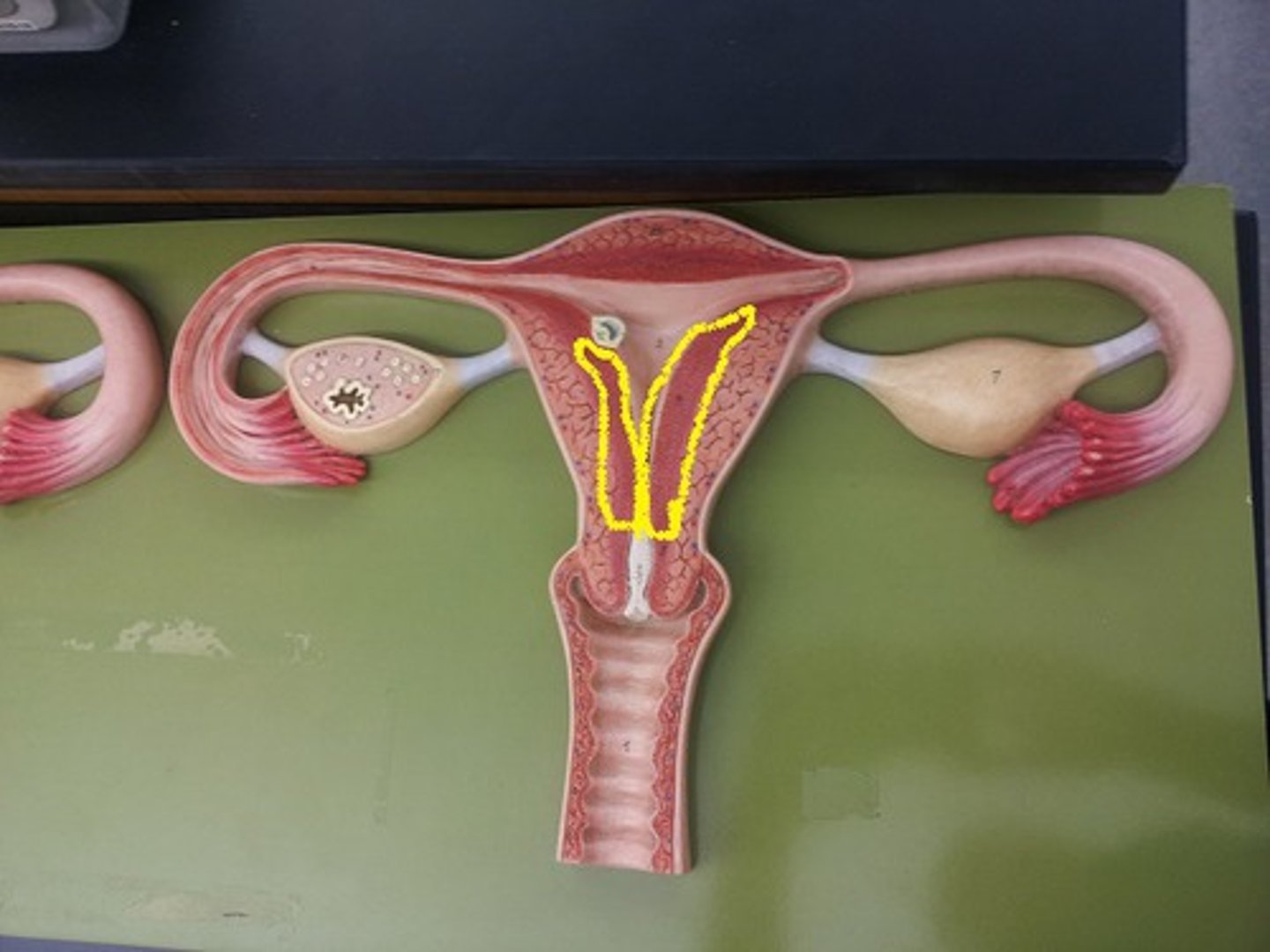 <p>inner lining of the uterus<br>secretes reproductive hormones</p>