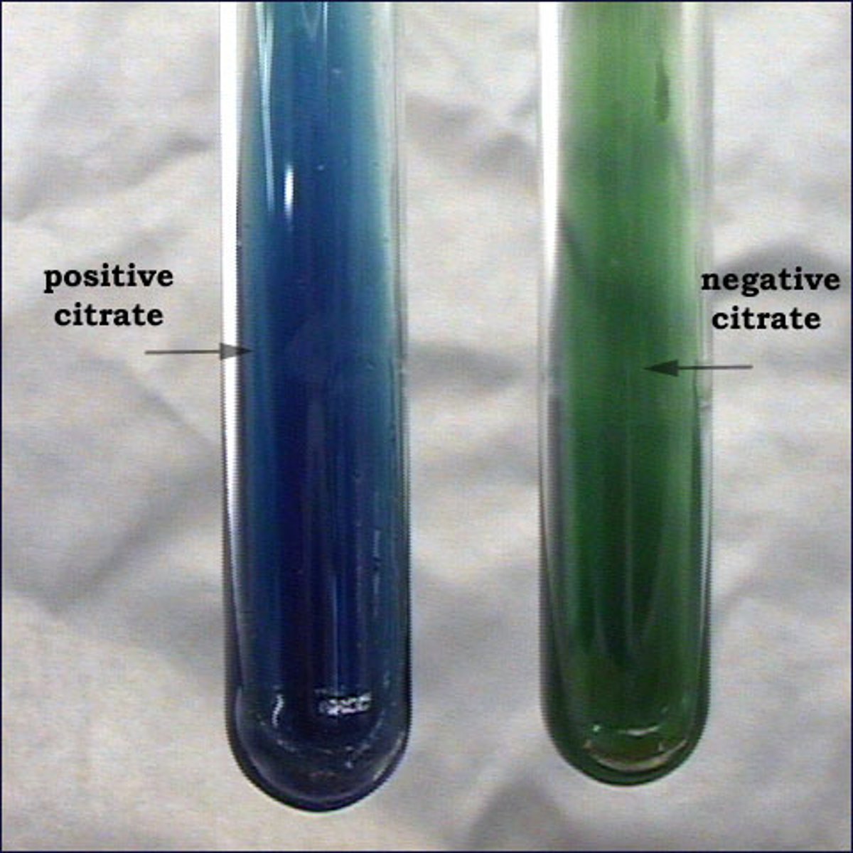 <p>diff. based on their ability to utilize citrate as a sole carbon source and ammonium salts as sole nitrogen source</p><p>positive: growth w/ intense blue color</p><p>negative: no growth/no color change (stays green)</p>