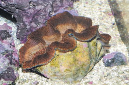 <p>Domain?</p><p>Phylum?</p><p>Class?</p><p>Genera? (two)</p>