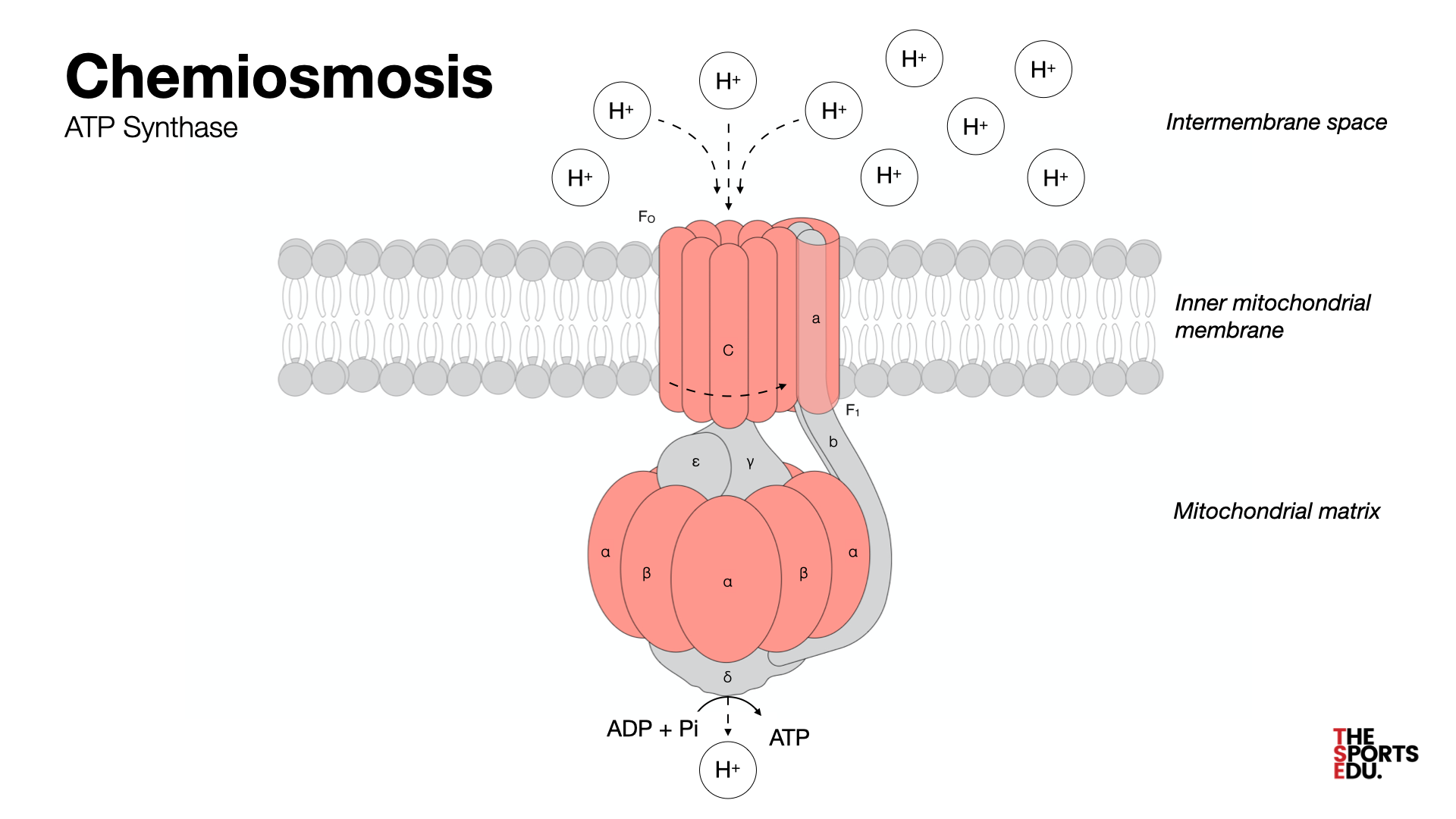 <p>In the mitochondrial matrix in the ATP synthase.</p>