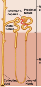 <p>Where the majority of the Loop of Henle is within the medulla. 15% of nephrons, perform basic functions but primarily involved with <strong>regulating urinary concentrations</strong></p>