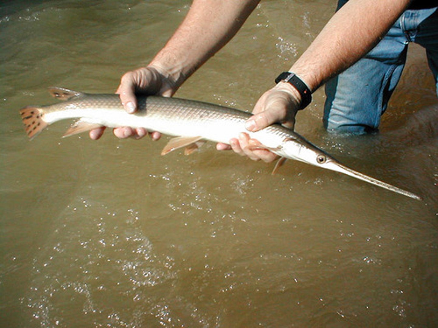 <p>-Actinoptyergii class</p><p>-physostomous swim bladder (primitive lung)</p><p>-tough &amp; sharpp scales</p><p>-long jaw with needle like teeth</p>