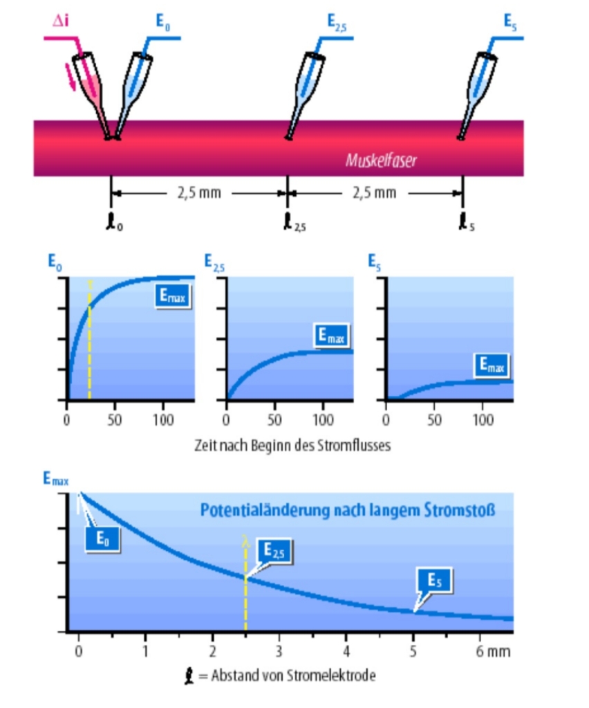 <p>Es. iniezione di corrente in un Muskelfaser, l’energia diminuisce gradualmente col tempo </p>