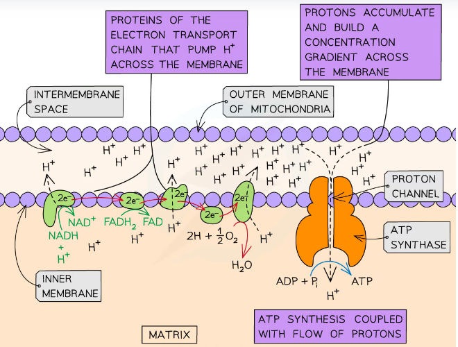 * Reduced enzymes diffuse into the ETC on the inner membrane and dissociate into the coenzyme, hydrogen and electrons
  * Coenzymes return to the first three stages
* Electrons are accepted by the first electron carrier- it is reduced
* Electrons passed from the first e- carrier to the second 
  * First carrier is oxidised, second is reduced
* As electrons pass along the ETC, some of their energy is used to pump H ions across the intermembrane space
* An electrochemical gradient (proton gradient). They cannot diffuse back across the inner membrane as it is impermeable to protons
  * High concentration in intermembrane space, low conc in matrix
* Oxygen (the final electron acceptor) accepts the electrons at the end of the ETC and combines with H ions to form water