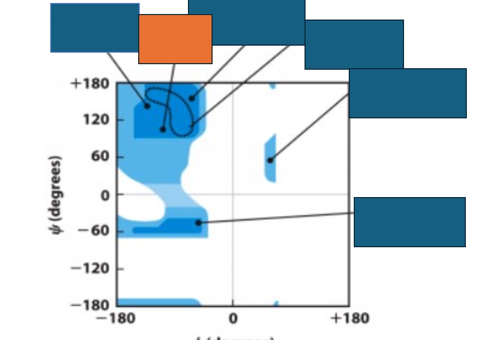 <p>Which conformation does the orange box represent on the Ramachandran map?</p>
