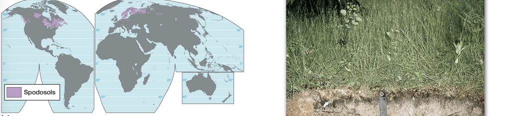 <p><strong>spodosol characteristics</strong></p>