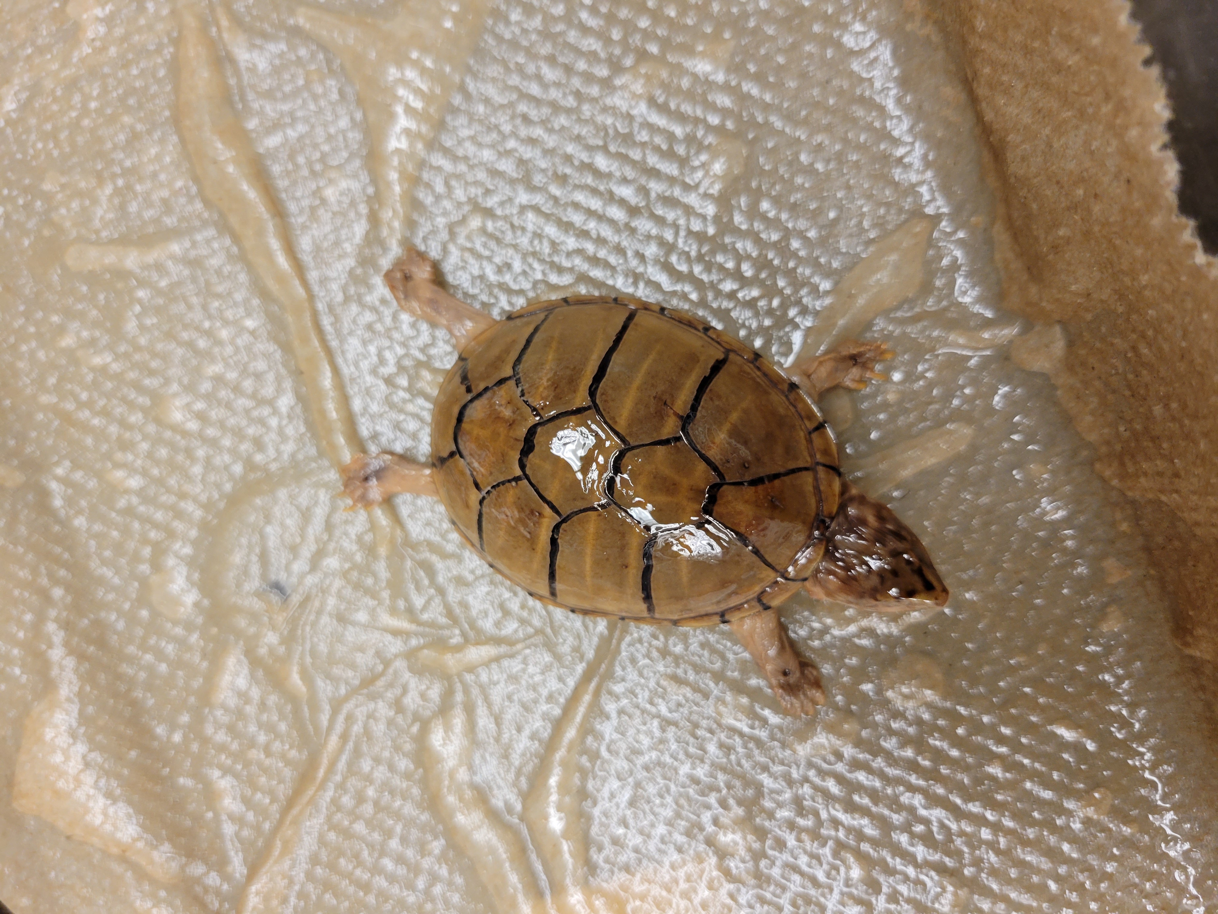 <p><span>Sonoran Mud Turtle<br><br>Lacks supraorbital ridges. Carapace has 3 lengthwise keels, 9th marginal shield not enlarged, bride of plastron lacks lengthwise groove. A stream-dweller, frequently springs, creeks, ponds, and water holes of intermittent streams.</span></p>