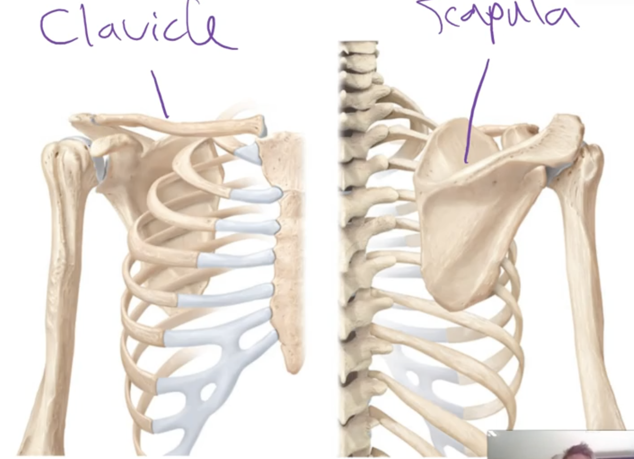 <p>-Consists of the clavicle (collar bone) and the scapula (shoulder blade) </p>