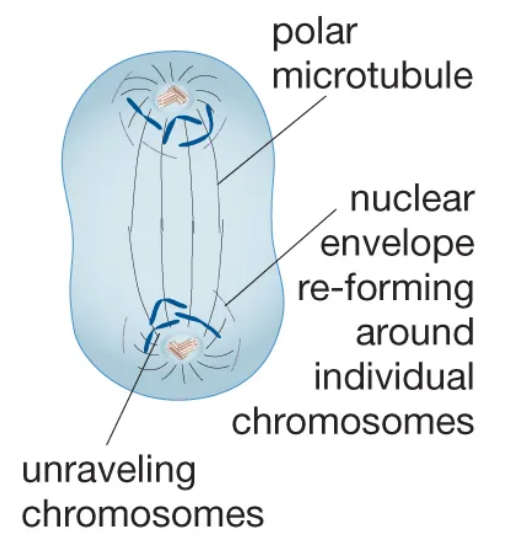 <p>The final stage of mitosis, during which two new nuclei form.</p>