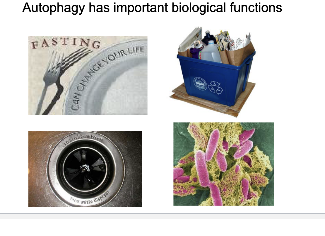 <ul><li><p>autophagy activated during fasting or nutrient deprivation</p></li><li><p>recycling role </p></li><li><p>cellular garbage disposal</p></li><li><p>clearance of intracellular pathogens</p></li></ul><p></p>