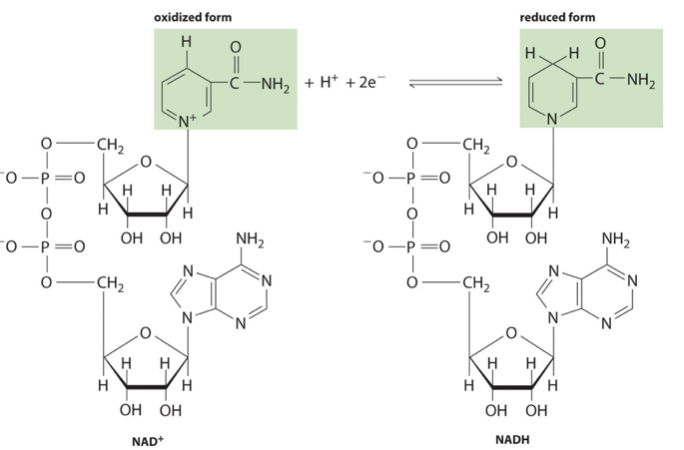 <ul><li><p class="Paragraph SCXO191508377 BCX4" style="text-align: left;"><span style="background-color: inherit; line-height: 19.55px; color: windowtext;"><span>NAD + e- + H+ -> NADH</span></span><span style="line-height: 19.55px; color: windowtext;"><span> </span></span></p><ul><li><p class="Paragraph SCXO191508377 BCX4" style="text-align: left;"><span style="background-color: inherit; line-height: 19.55px; color: windowtext;"><span>Reduction</span></span><span style="line-height: 19.55px; color: windowtext;"><span> </span></span></p></li><li><p class="Paragraph SCXO191508377 BCX4" style="text-align: left;"><span style="background-color: inherit; line-height: 19.55px; color: windowtext;"><span>Loses electron at NADH dehydrogenase</span></span><span style="line-height: 19.55px; color: windowtext;"><span> </span></span></p><ul><li><p class="Paragraph SCXO191508377 BCX4" style="text-align: left;"><span style="background-color: inherit; line-height: 19.55px; color: windowtext;"><span>oxidation</span></span><span style="line-height: 19.55px; color: windowtext;"><span> </span></span></p></li></ul></li><li><p class="Paragraph SCXO191508377 BCX4" style="text-align: left;"><span style="background-color: inherit; line-height: 19.55px; color: windowtext;"><span>Goes back to krebs </span></span><span style="line-height: 19.55px; color: windowtext;"><span> </span></span></p></li><li><p class="Paragraph SCXO191508377 BCX4" style="text-align: left;"><span style="background-color: inherit; line-height: 19.55px; color: windowtext;"><span>Electron is transferred along electron transport chain</span></span><span style="line-height: 19.55px; color: windowtext;"><span> </span></span></p></li><li><p class="Paragraph SCXO191508377 BCX4" style="text-align: left;"><span style="background-color: inherit; line-height: 19.55px; color: windowtext;"><span>Electron goes to final electron acceptor = water</span></span><span style="line-height: 19.55px; color: windowtext;"><span> </span></span></p></li></ul></li></ul><p></p>