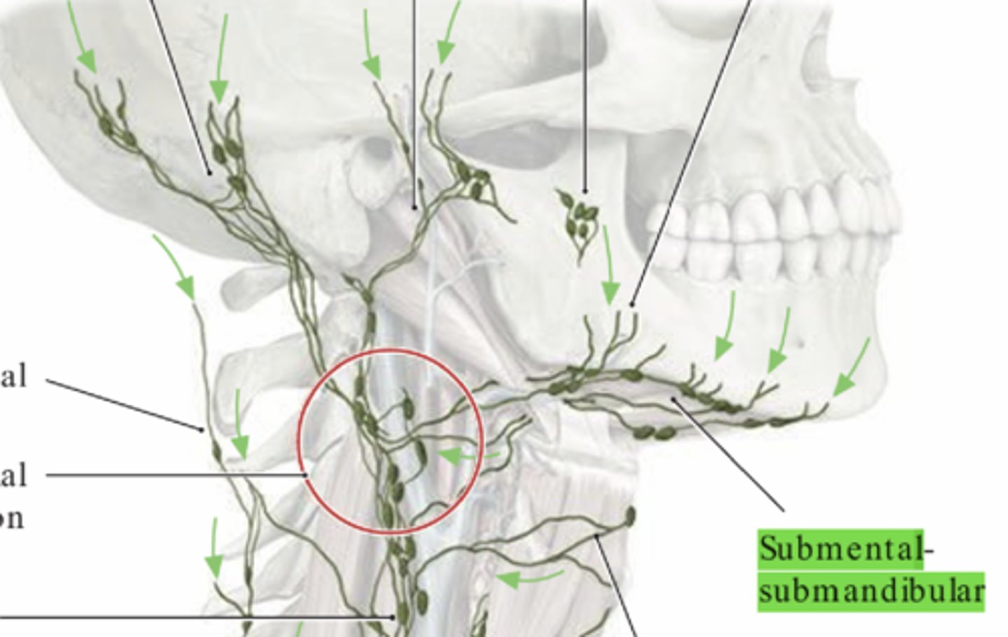 <p>- Tömmer sig i submandibular lymph nodes, men ibland direkt i cervicales profundi.</p>