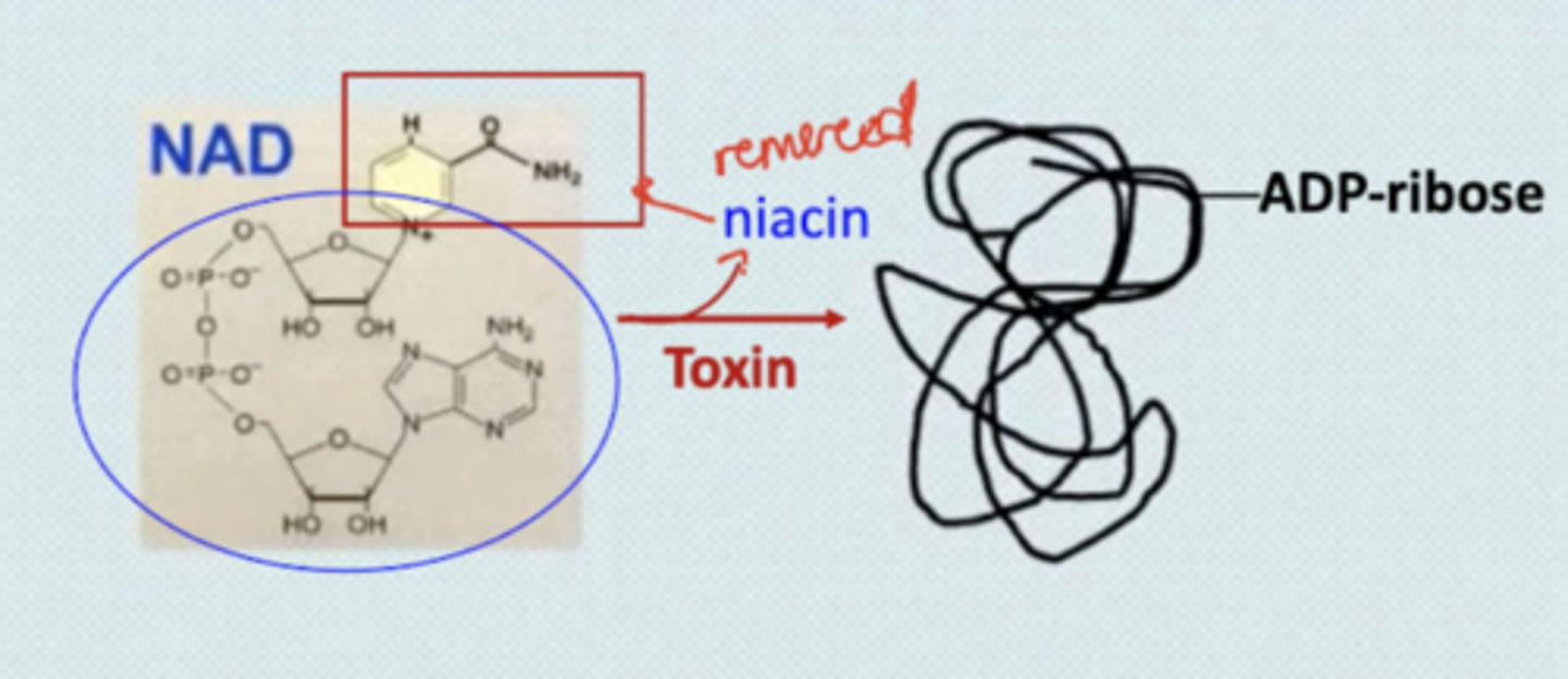 <p>They cause the loss of niacin by replacing it with an ADP-ribose</p>