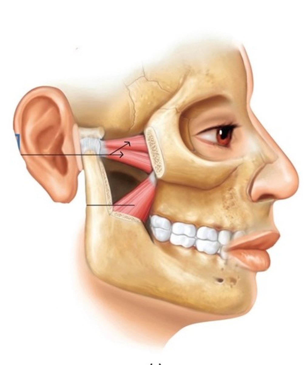 <p>What muscle is this?</p>