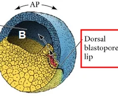 <p>stage 10; The region above the blastopore on the dorsal side of the amphibian embryo.</p>