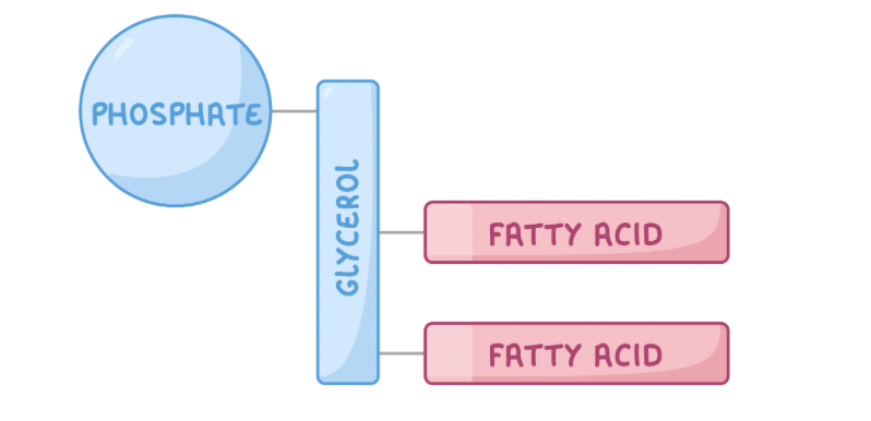<p><span>A&nbsp;phospholipid&nbsp;is a type of lipid used as a structural component of the cell membrane.&nbsp;</span></p><p><span>They are similar to triglycerides except one of the&nbsp;fatty acid tails&nbsp;is replaced by a&nbsp;phosphate group.</span></p><p><strong>A phospholipid is made up of two parts:&nbsp;</strong></p><ol><li><p>A hydrophilic 'head' - This contains glycerol and phosphate.</p></li><li><p>A hydrophobic 'tail'&nbsp;- This contains fatty acids.</p></li></ol><p>So they are Polar.</p><p><span>When phospholipids are placed in water, they arrange themselves into a double layer (bilayer) so that the hydrophilic heads are facing out (towards the water) and the hydrophobic tails are facing in (away from the water).&nbsp;This arrangement creates a hydrophobic centre in the bilayer so that water-soluble substances cannot pass through.</span></p>