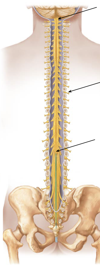 <p>bottom arrow</p>