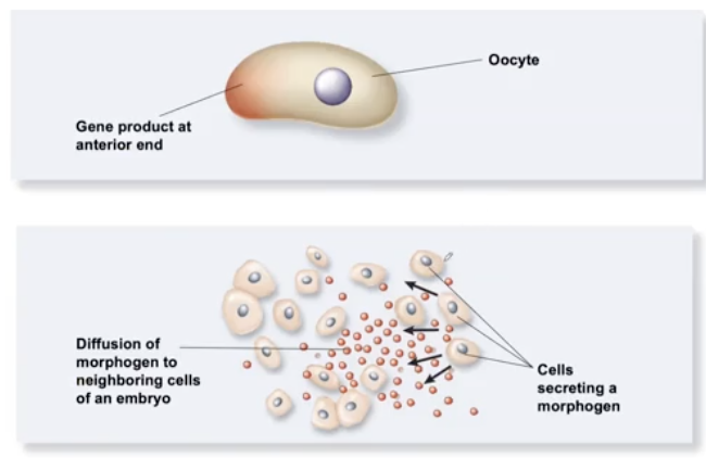 <ul><li><p>in the oocyte or egg precursor</p></li><li><p>In the embryo by secretion and transport</p></li></ul><p></p>