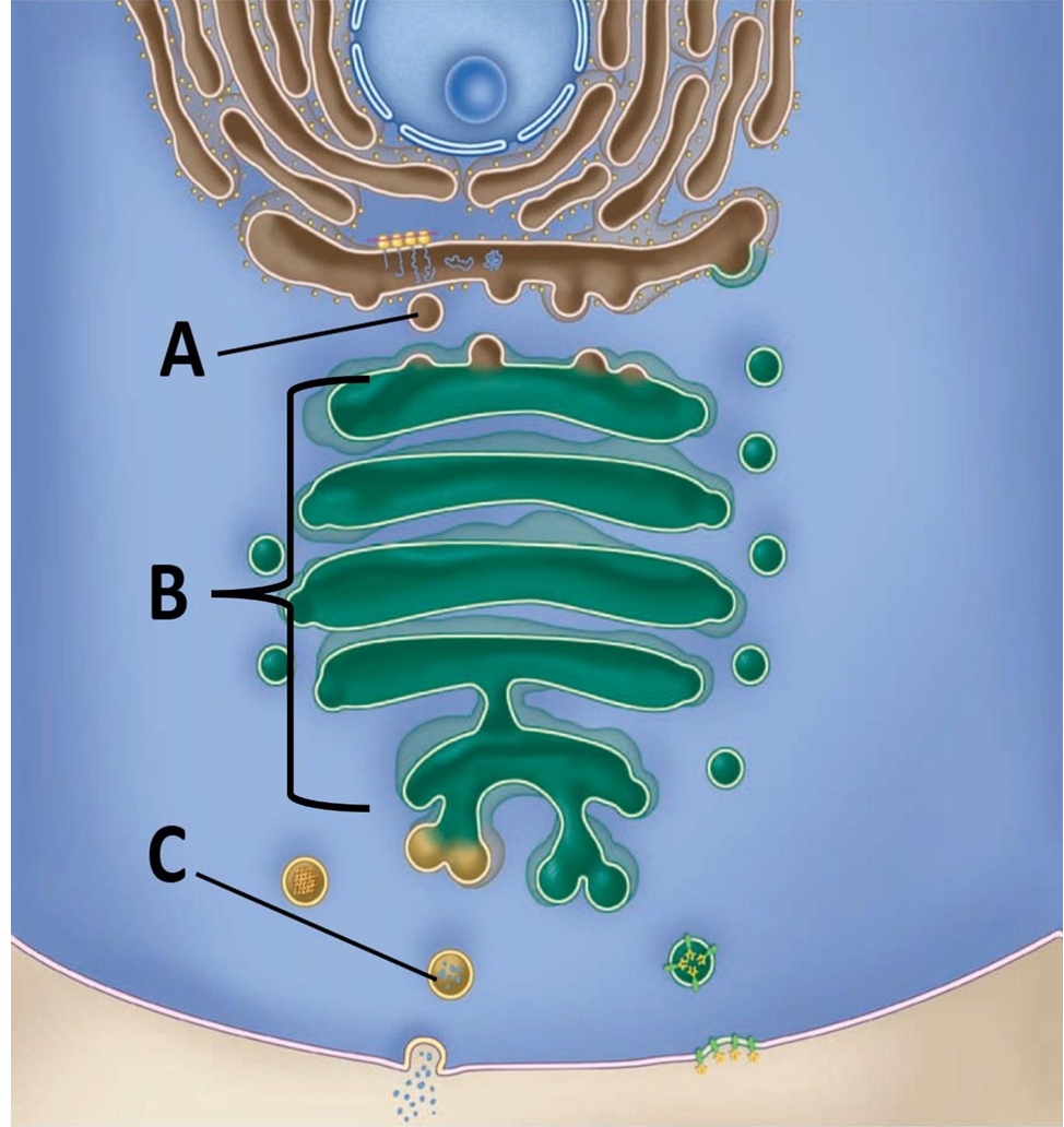 <p>Name The organelle A,B,C</p>