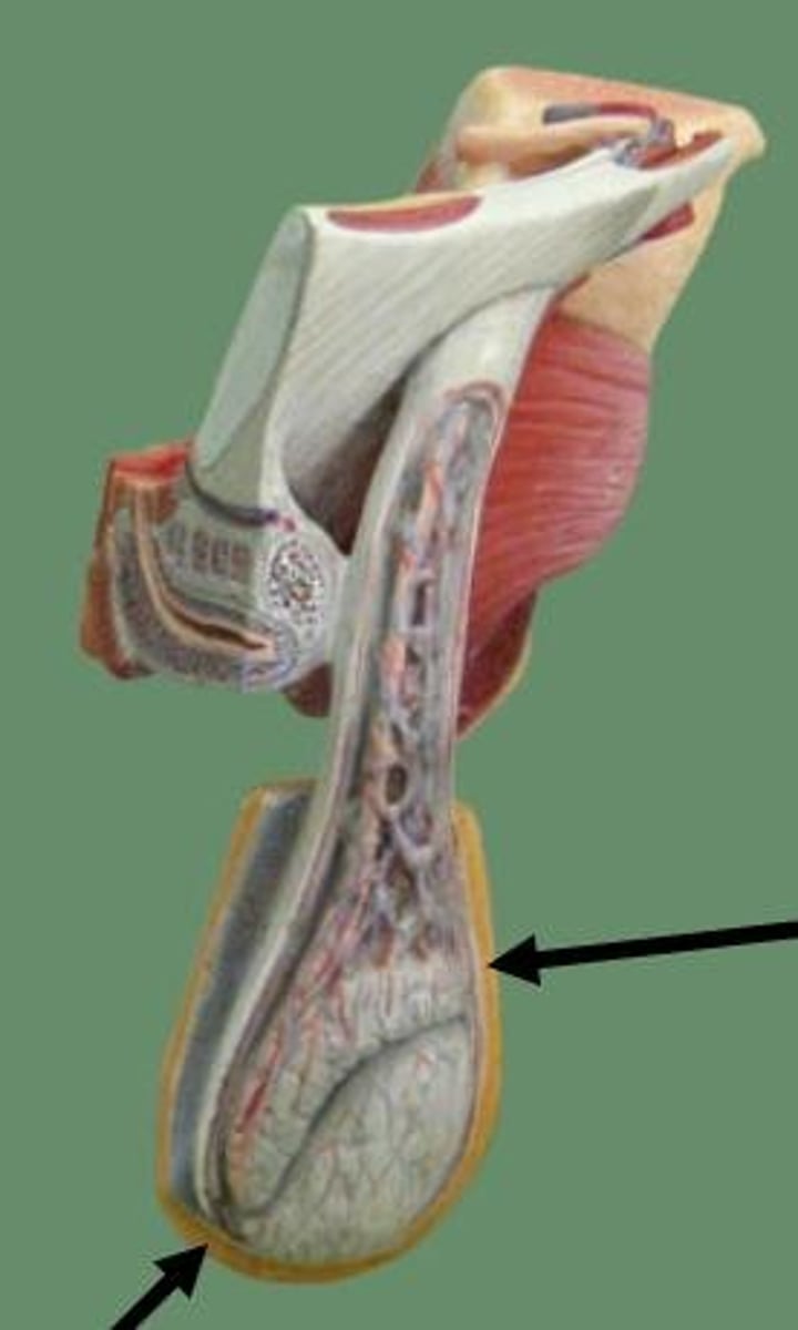 <p>This is the external skin pouch that the testes are located in that hangs below the penis</p><p>This maintains a temperature of 2-4 degrees Celsius lower than the rest of the body- there is a layer around the vas deferens (also called ductus deferents) that can raise and lower the testis to maintain the proper temperature for the sperm development</p>