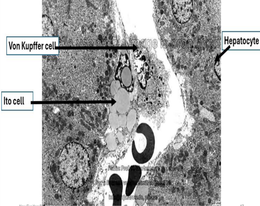 <p>Identification</p>