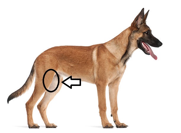 <p>What type of injection is given in the quadriceps?</p>