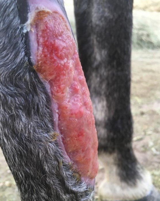 <p>New Connective tissue and microscopic blood vessels that occur during healing </p>