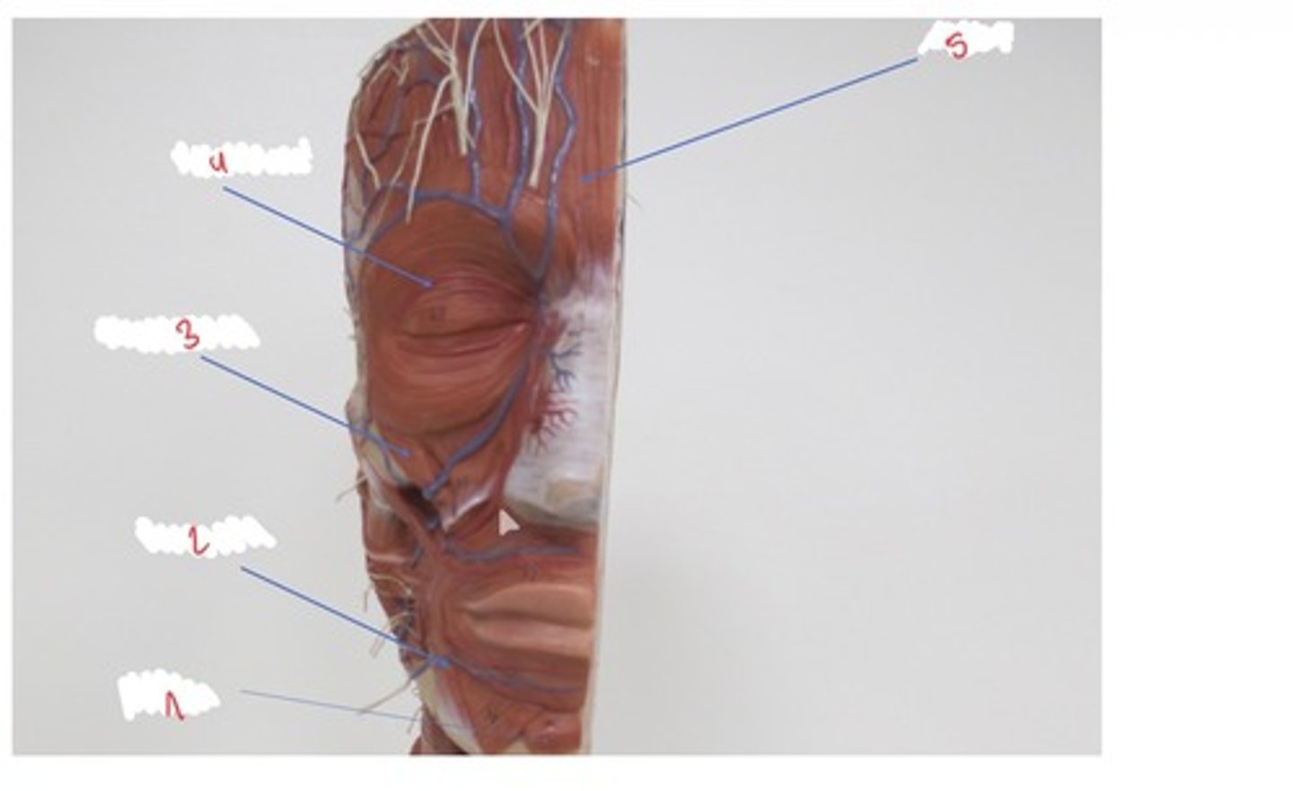 <p>Wat wordt er aangeduid met 5</p>