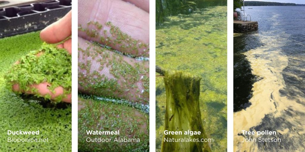 <p>Autotrophs = Are organisms that are self-sufficient, and can produce their own organic molecules from inorganic sources</p><p>Includes:</p><ul><li><p>Photoautotrophs = Use light energy (sunlight) to convert carbon dioxide into carbohydrates like glucose</p></li><li><p>Chemoautotrophs = Use chemical reactions (like oxidizing sulfur or iron for energy)<br></p></li></ul><p>Example: Plants, Algae, and Cyanobacteria</p><p></p><p>Heterotrophs = Are organisms that need to consume organic molecules produced by other organisms </p><p>Example: Most Animals, Fungi, and Bacteria</p>