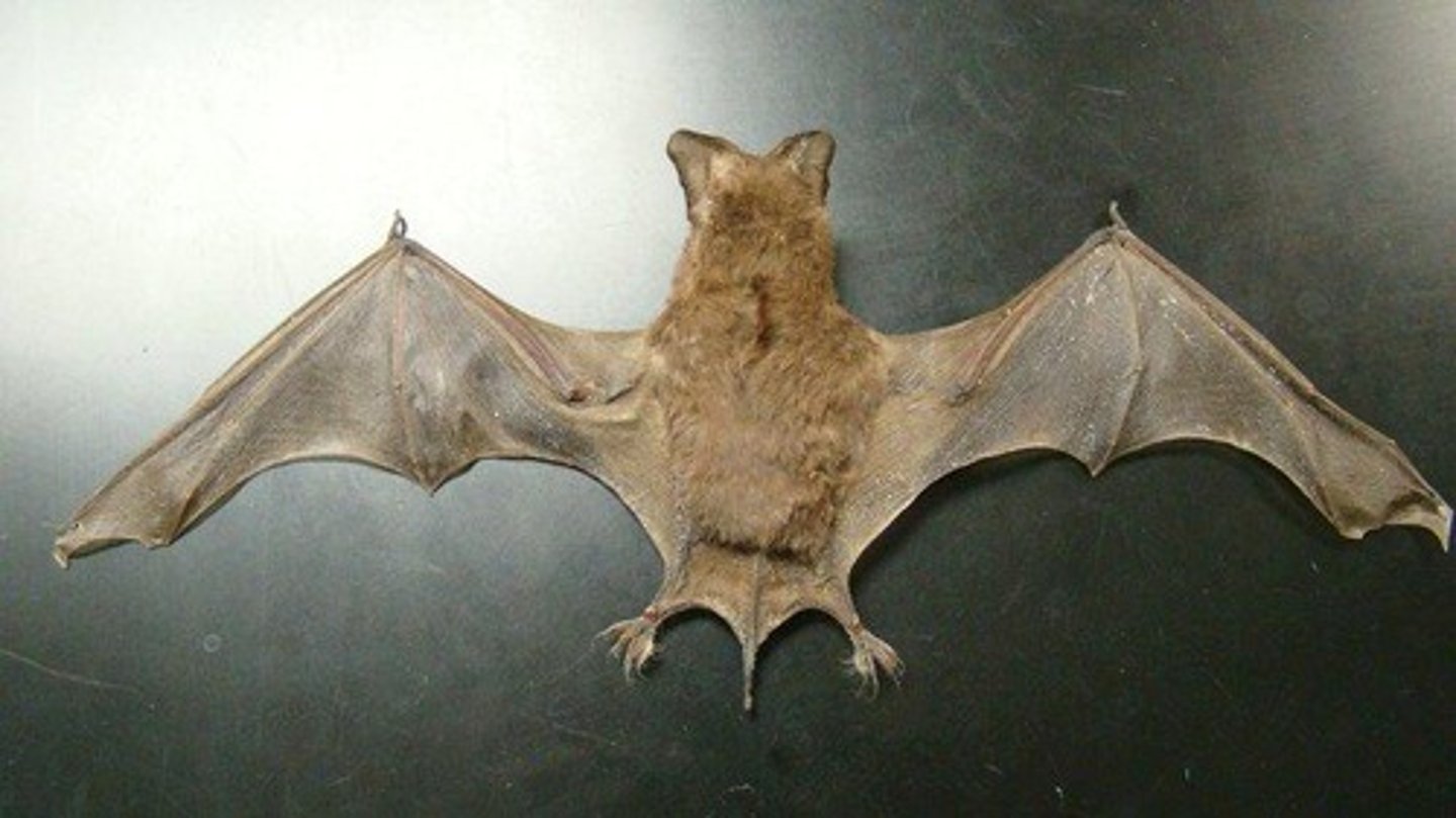 <p>Brazilian Free-tailed Bat</p>