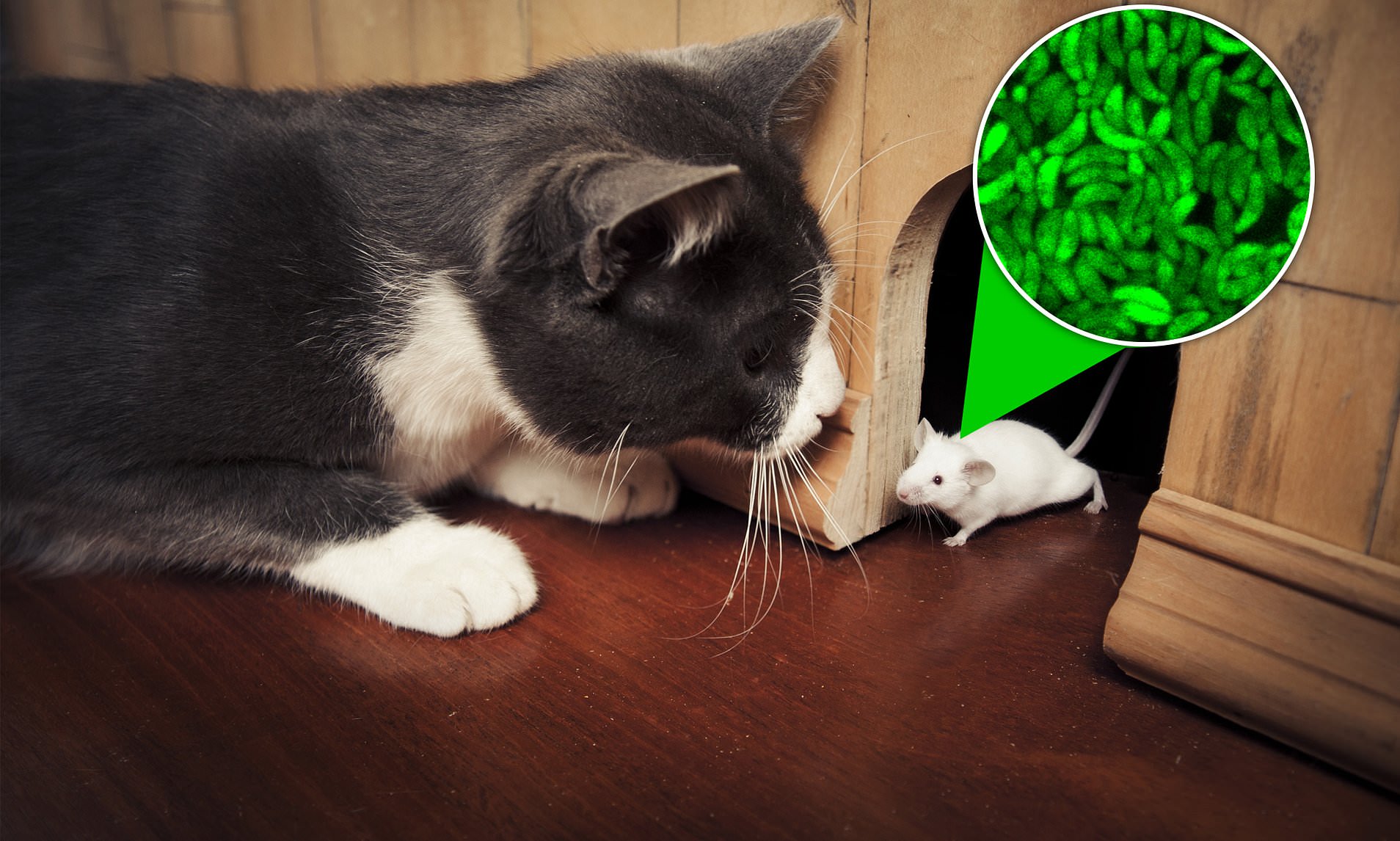 <p>Caused by toxoplasma gondii ( crazy cat person syndrome) </p><ul><li><p>has a really broad host range</p></li></ul><p>steps : </p><ol><li><p>oo cyctes infect intermidet host ( CAT) </p></li><li><p>sporgany in poop ( asexual ) </p></li><li><p>create sporocites that invade animal tissue </p></li><li><p>change in to bradoyzites ( infection form, where we actually get sick ) </p></li></ol><p></p>