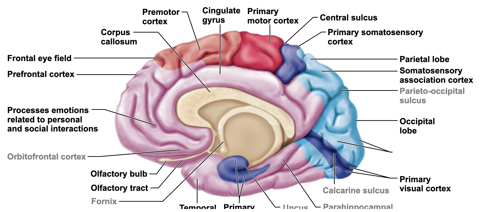 <p>What is this brain regions name and function?</p>