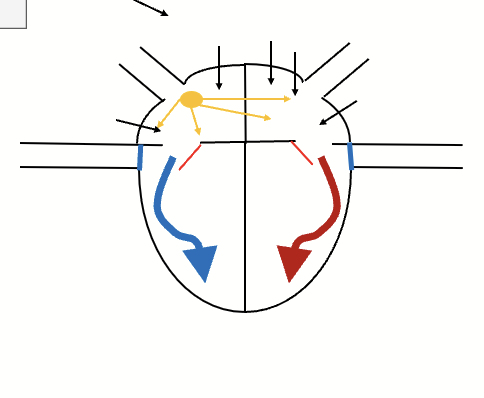 <p>SA node fires. Atrial contraction. Blood packed in ventricles through the AV valves which are pushed open. Pressure in ventricles not sufficient to force the semilunar valves open.</p>