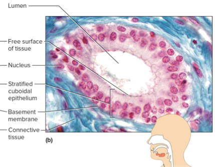 <p>stratified cuboidal epithelium consists of two or three layers of cuboidal cells that form the lining of a lumen (the hollow channel the free surface of tubules and ducts face) for more protection. stratified cuboidal epithelium lines the ducts of the mammary glands, sweat glands, salivary glands, and pancreas, and forms the lining of developing ovarian follicles and seminiferous tubules (part of reproductive sys.)</p>
